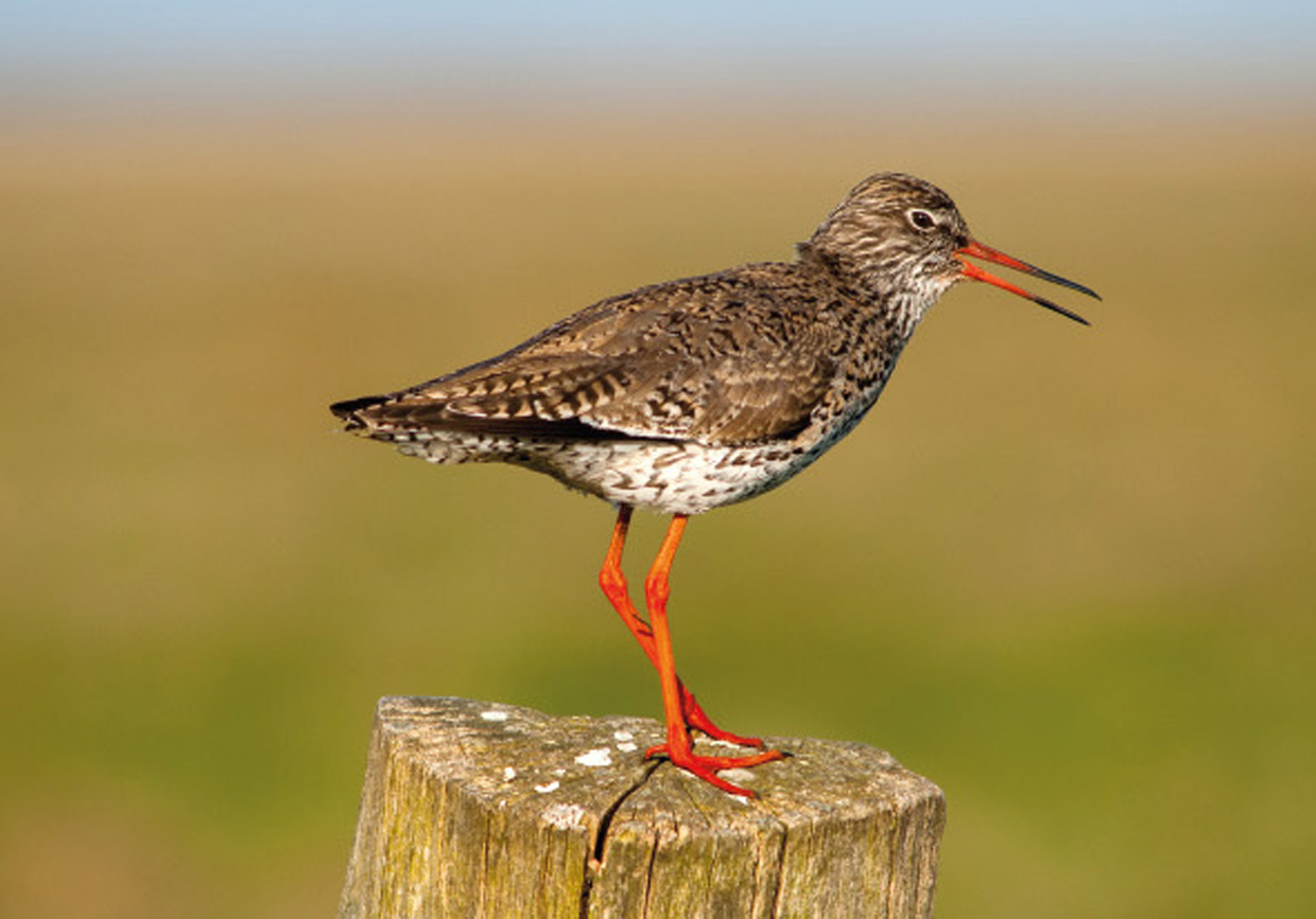 Rødben - Rotschenkel - Redshank  Foto : Bo L. Christiansen  ©