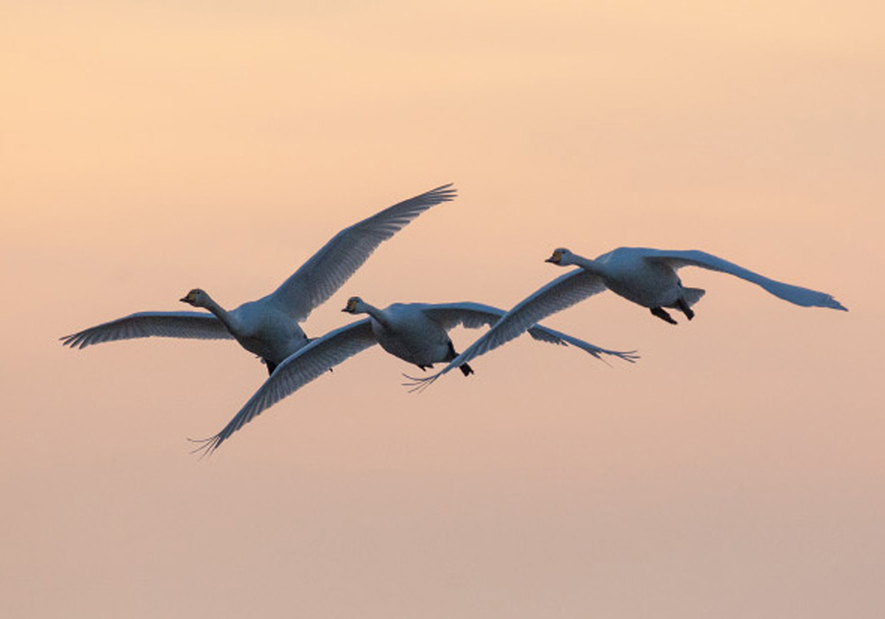 Sangsvaner ved solnedgang - Singschwäne beim Sonnenuntergang - Whooper Swans at sunset  Foto : Bo L. Christiansen  ©