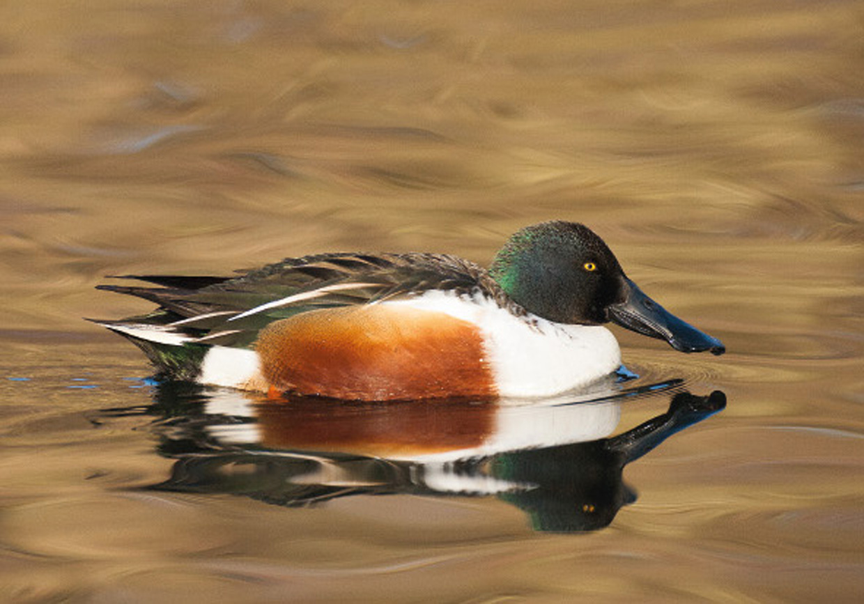 Skeand , han - Löffelente , Männchen - Shoveler , male  Foto : Bo L. Christiansen  ©