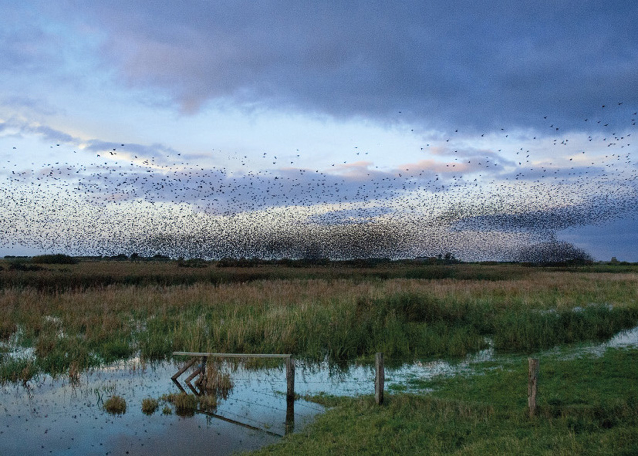 Sort Sol / Kæmpesværm af Stære - Die schwarze Sonne / Riesenschwarm von Stare - Black Sun / Megaswarm of Starlings  Foto : Bo L. Christiansen  ©