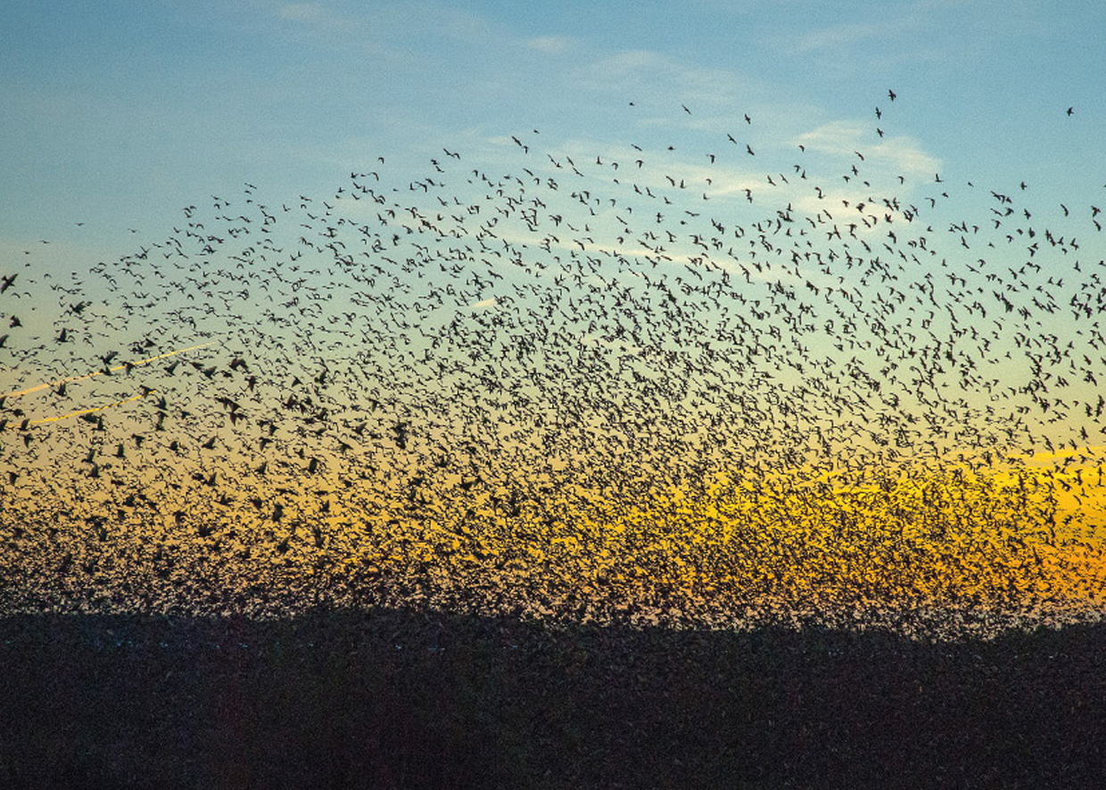 Sort Sol / Kæmpesværm af Stære - Die schwarze Sonne / Riesenschwarm von Stare - Black Sun / Megaswarm of Starlings  Foto : Bo L. Christiansen  ©