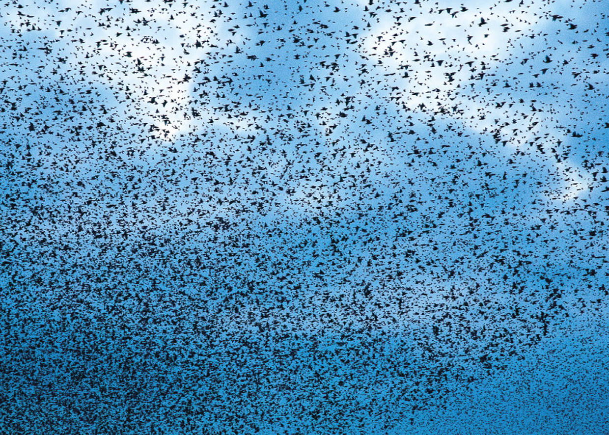 Sort Sol / Kæmpesværm af Stære - Die schwarze Sonne / Riesenschwarm von Stare - Black Sun / Megaswarm of Starlings  Foto : Bo L. Christiansen  ©