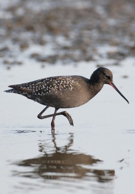 Sortklire - Dunkler Waßerläufer - Spotted Redshank  Foto : Bo L. Christiansen  ©