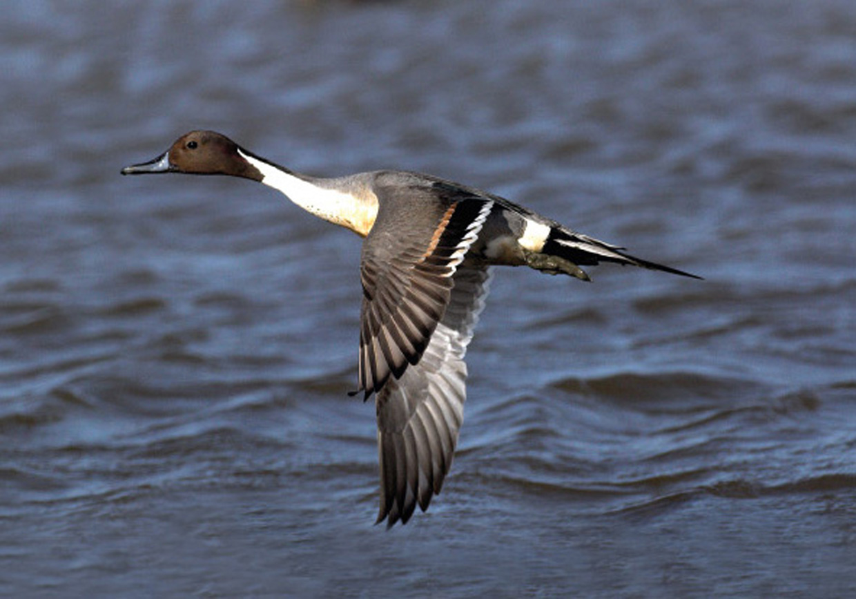 Spidsand , han - Spießente , Männchen - Pintail , male  Foto : Bo L. Christiansen  ©