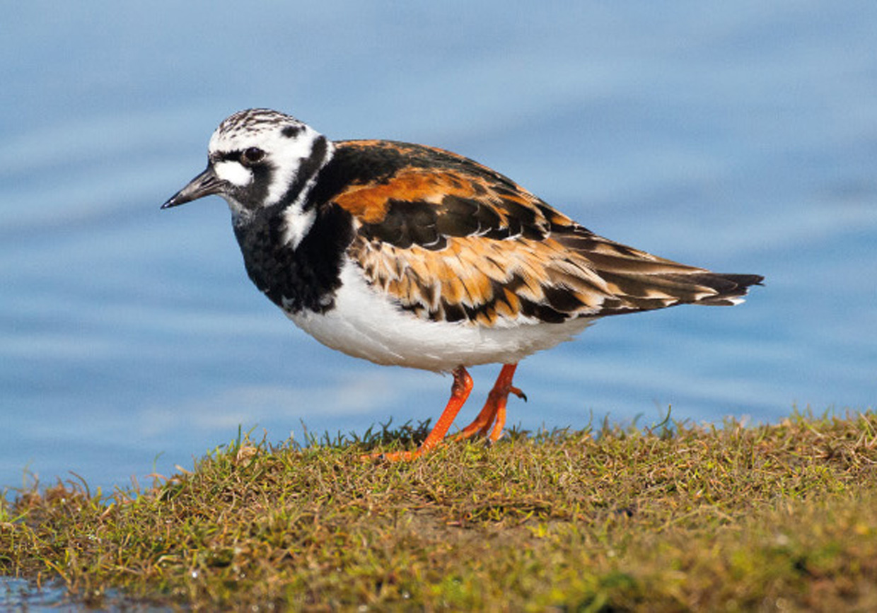 Stenvender - Steinwälzer - Turnstone   Foto : Bo L. Christiansen  ©