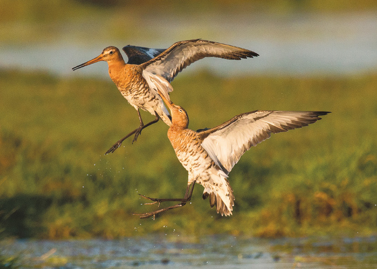 Stor Kobbersneppe , hanner i kamp om ynglepladsen - Uferschnepfe , 2 Männchen im Kampf um den Brutplatz - Black-tailed Godwit , males fighting for breeding ground  Foto : Bo L. Christiansen  ©