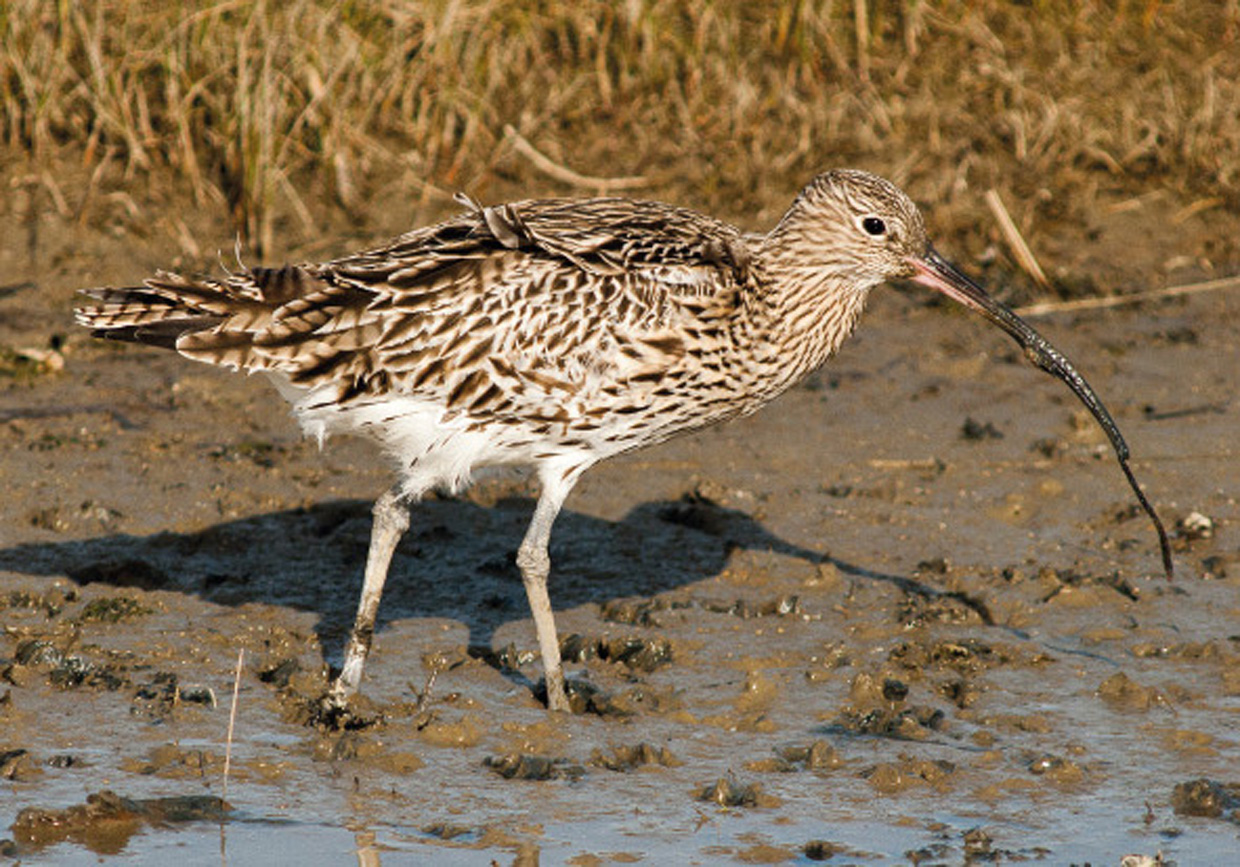 Stor Regnspove ( Numenius arquata ) med sandorm ( Arenocola marina ) - Großer Brachvogel mit Wattwurm - Curlew with lugworm  Foto : Bo L. Christiansen