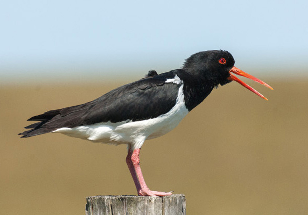 Strandskade "Mandøpige" ved territoriehævdning - Austernfischer "Mandømädchen" beim Revieranspruch - Oystercatcher "Mandøgirl" in assertation of territory Foto : Bo L. Christiansen  ©