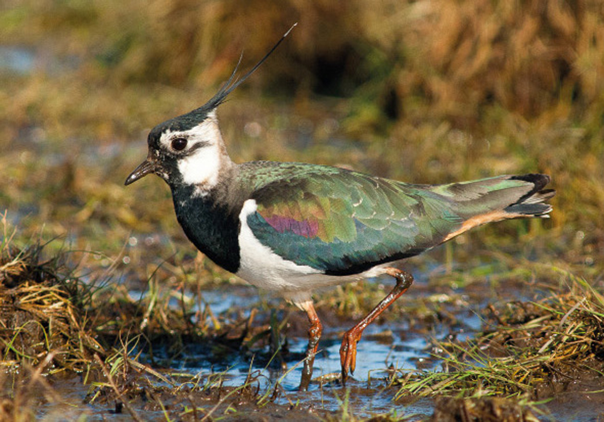 Vibe , han - Kiebitz , Männchen - Lapwing , male. Foto : Bo L. Christiansen ©