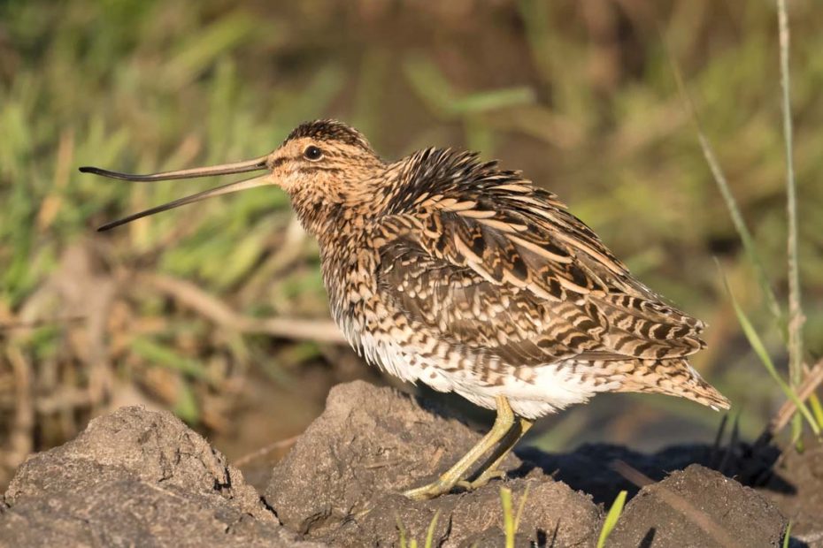 "Nysende" Dobbeltbekasin - Værnengene , Danmark  - Crex Naturkalender 2021 August Måned