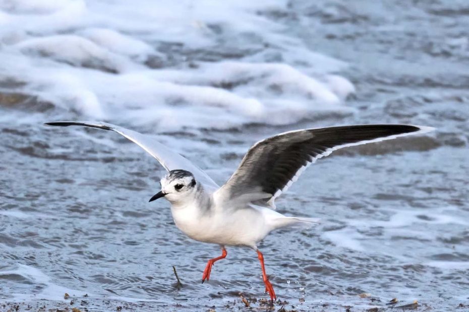 Fødesøgende Dværgmåge i havskarn - Sædding Strand v.Esbjerg , Danmark