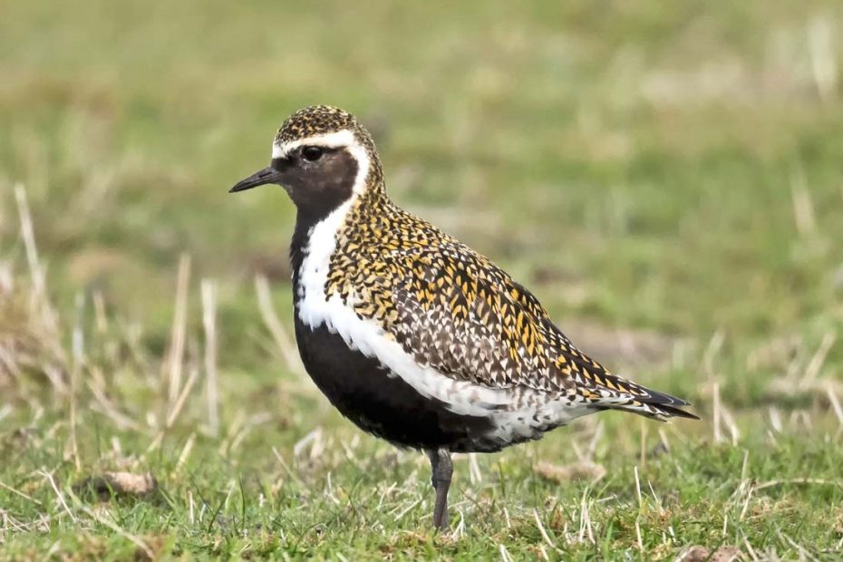 Fødesøgende Hjejle - Værnengene , Danmark  - Crex Naturkalender 2021 April Måned