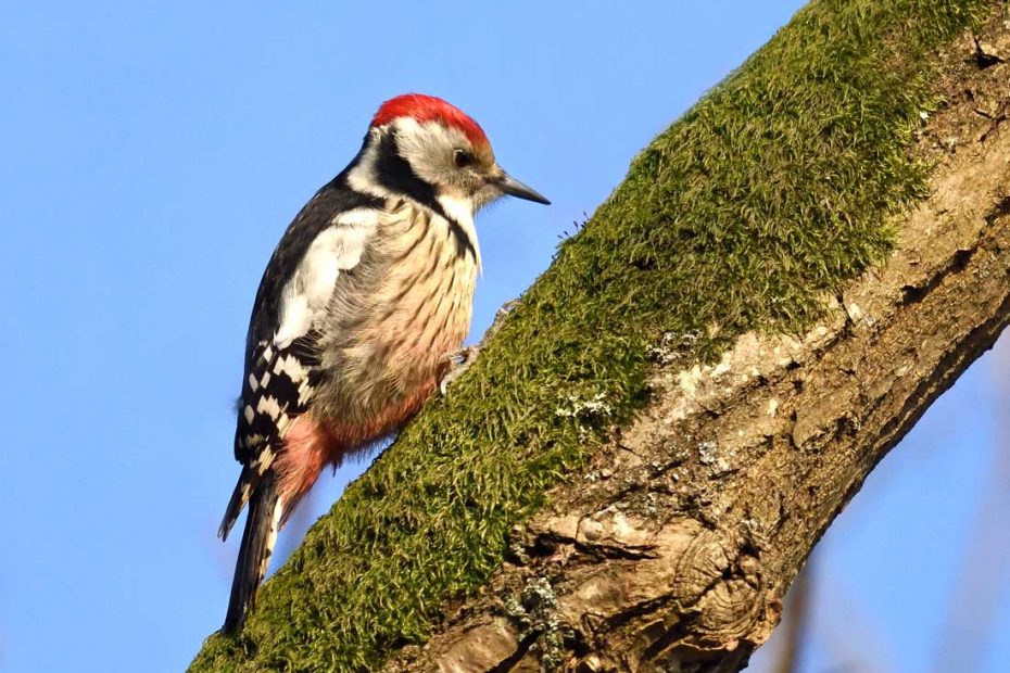 Fødesøgende Mellemflagspætte på mosklædt egegren - Gråsten skovene , Danmark  - Crex Naturkalender 2021 Januar Måned