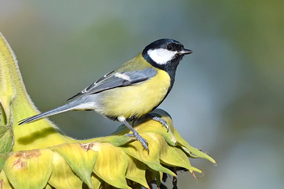 Musvit på Solsikkeblomst - Christiansø , Danmark  - Crex Naturkalender 2021 Februar Måned