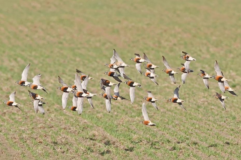 Flyvende flok Pomeransfugle - Grønæltevej v./ Skjern Enge , Danmark  - Crex Naturkalender 2021 Maj Måned