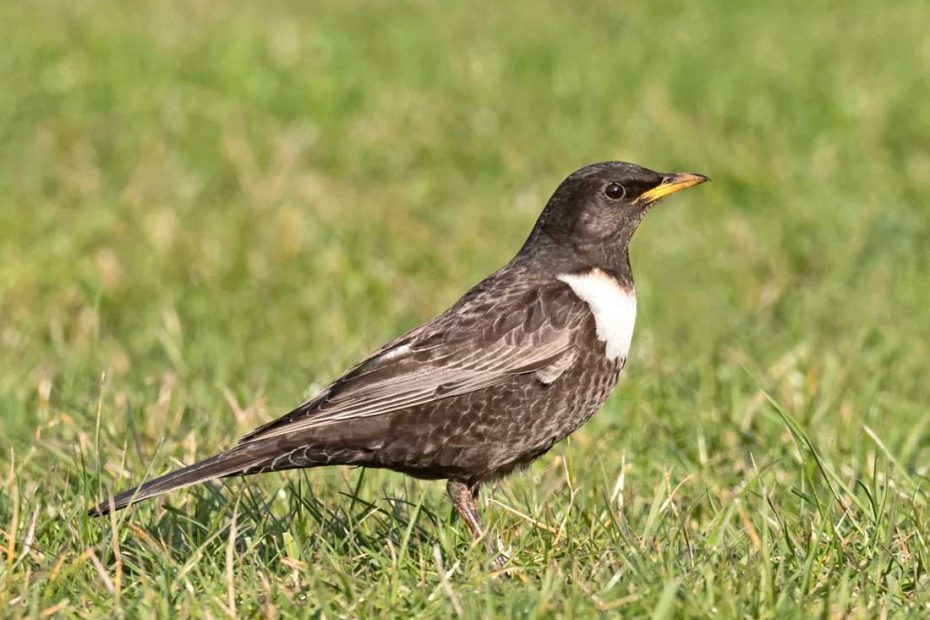 Fødesøgende Ringdrossel , han - Mandø , Danmark  - Crex Naturkalender 2021 Marts Måned