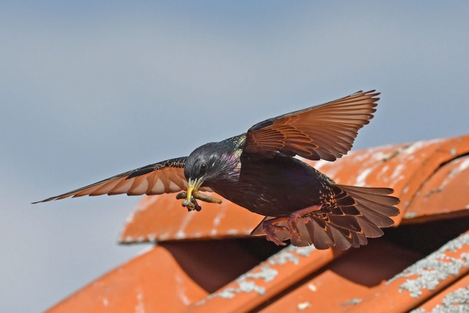 Voksen Stær med stankelbenslarver ved indflyvning til reden - Mandø By , Danmark