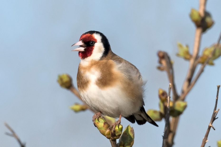 Syngende Stillits , han - Mandø By , Danmark  - Crex Naturkalender 2021 Juni Måned