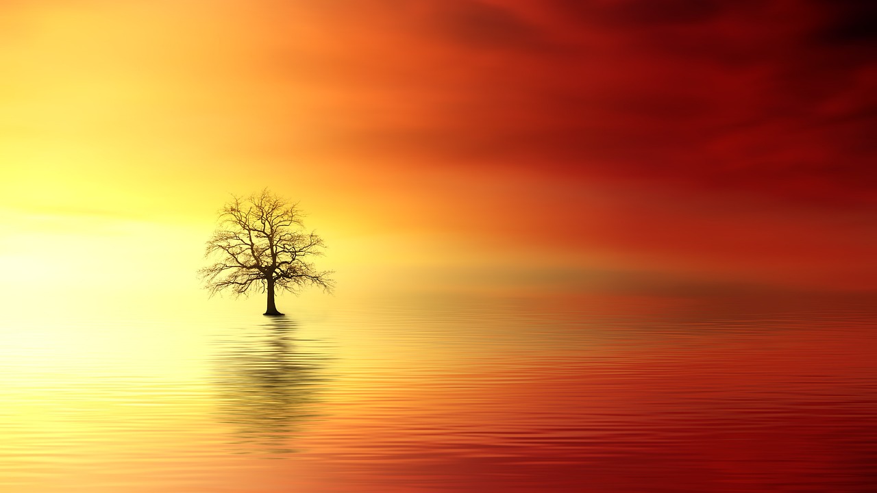 sunset, tree, water-1373171.jpg
