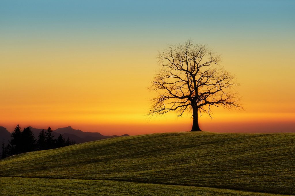 arbol, puesta de sol, naturaleza-3072431.jpg