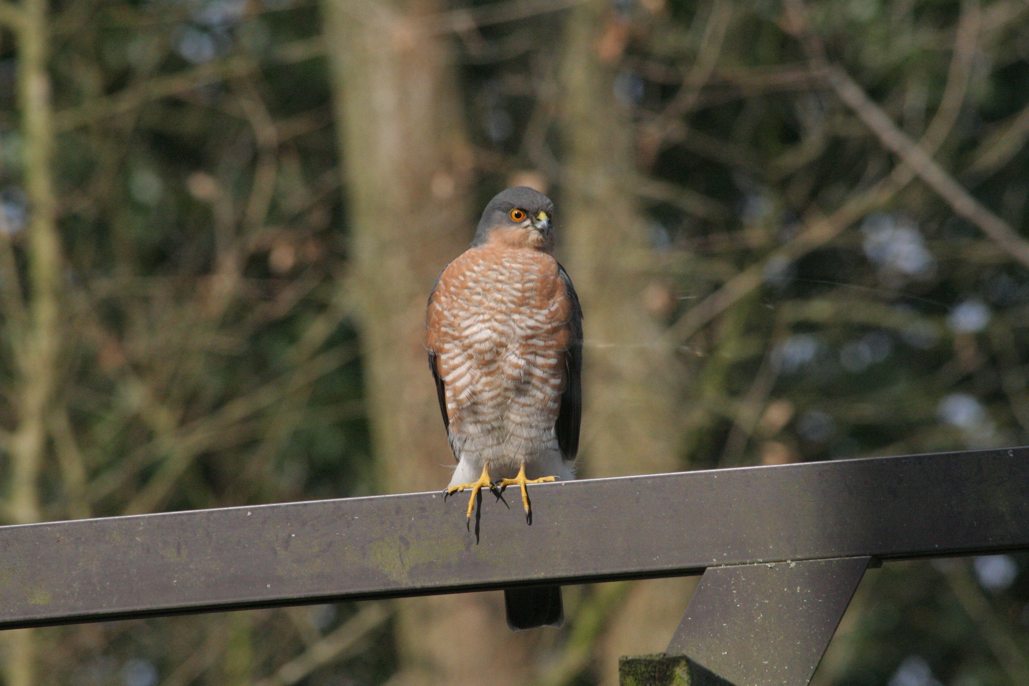 Sperwer in de tuin