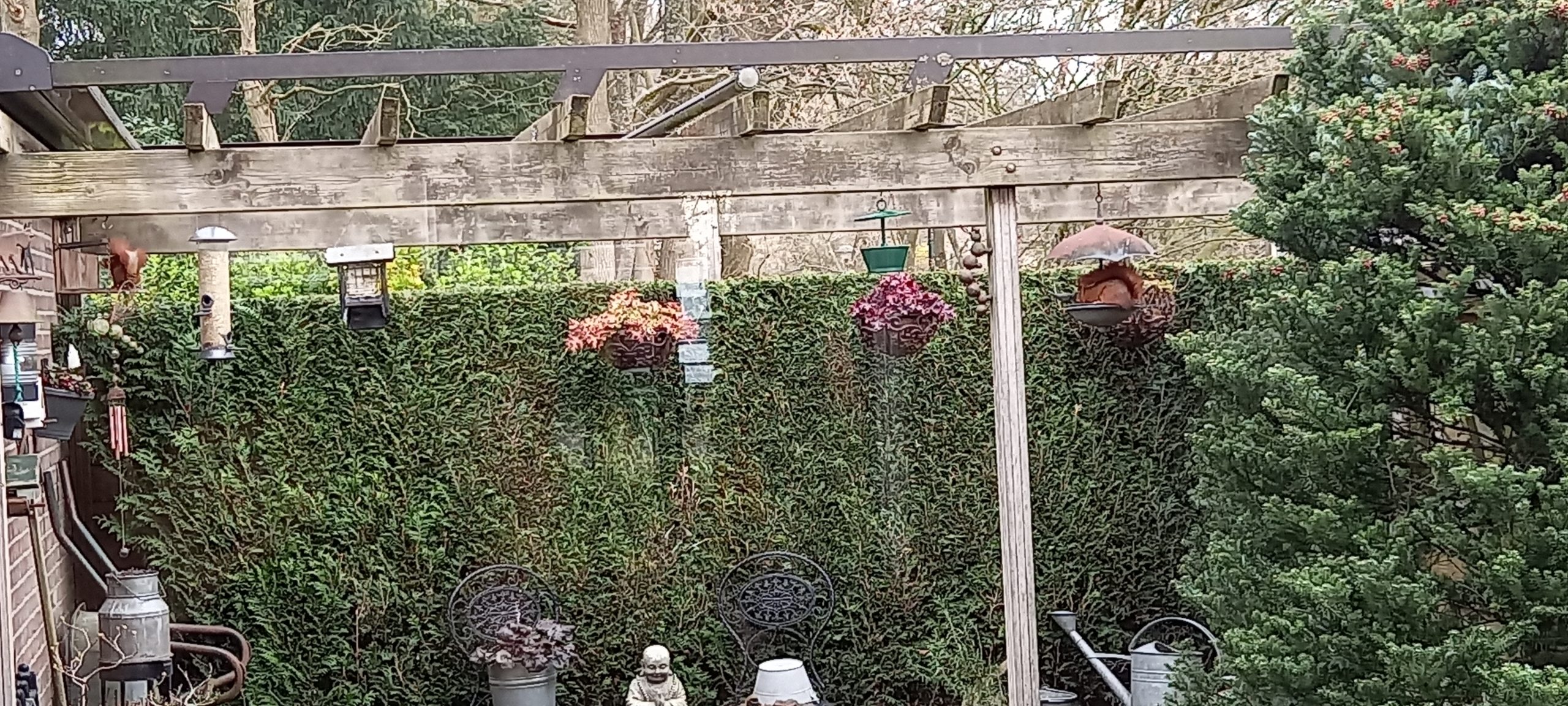 Eekhoorns in de tuin