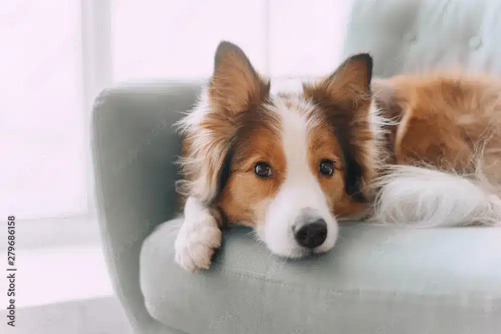 Relaxed brown and white Border Collie dog lying on a grey sofa in a