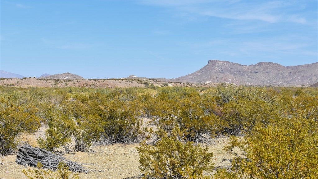 texas usa desert