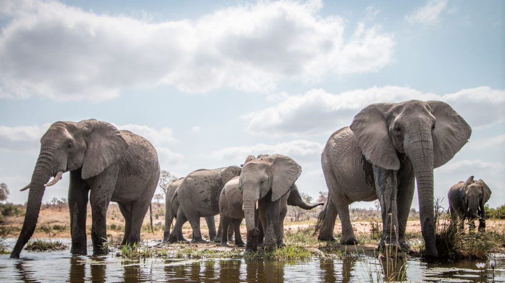 holland america line cruise africa elephant