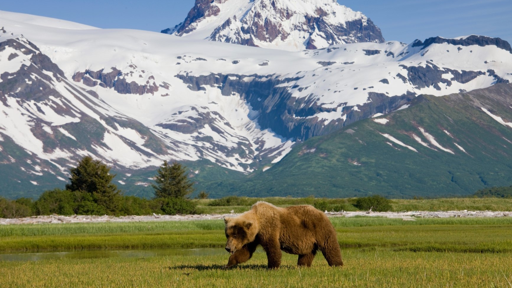 Brown bears vie with wolves for food