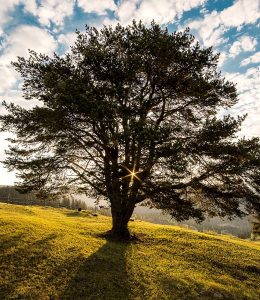 tree-dawn-nature-bucovina-56875
