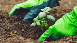 Garten-Gartenarbeit-Pflanzen-Kräuter-Basilikum-cultureandcream-blogpost