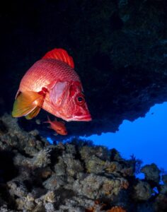 Red-snapper-tauchen-malediven-riff-cultureandcream-blogpost