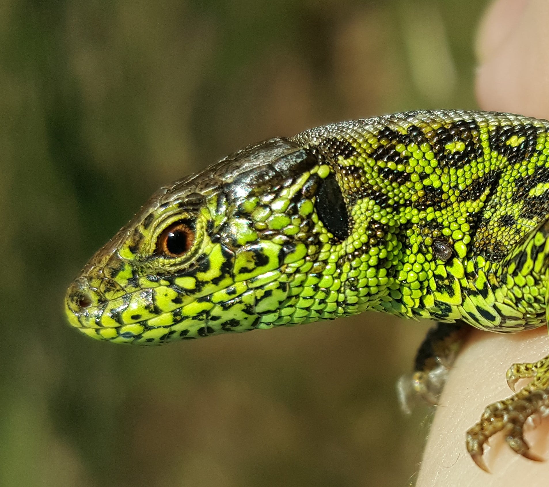 Spatiotemporal habitat use and impacts of habitat fragmentation on