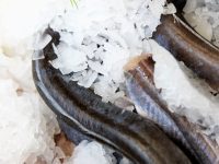 Red ålen – spis flere ål