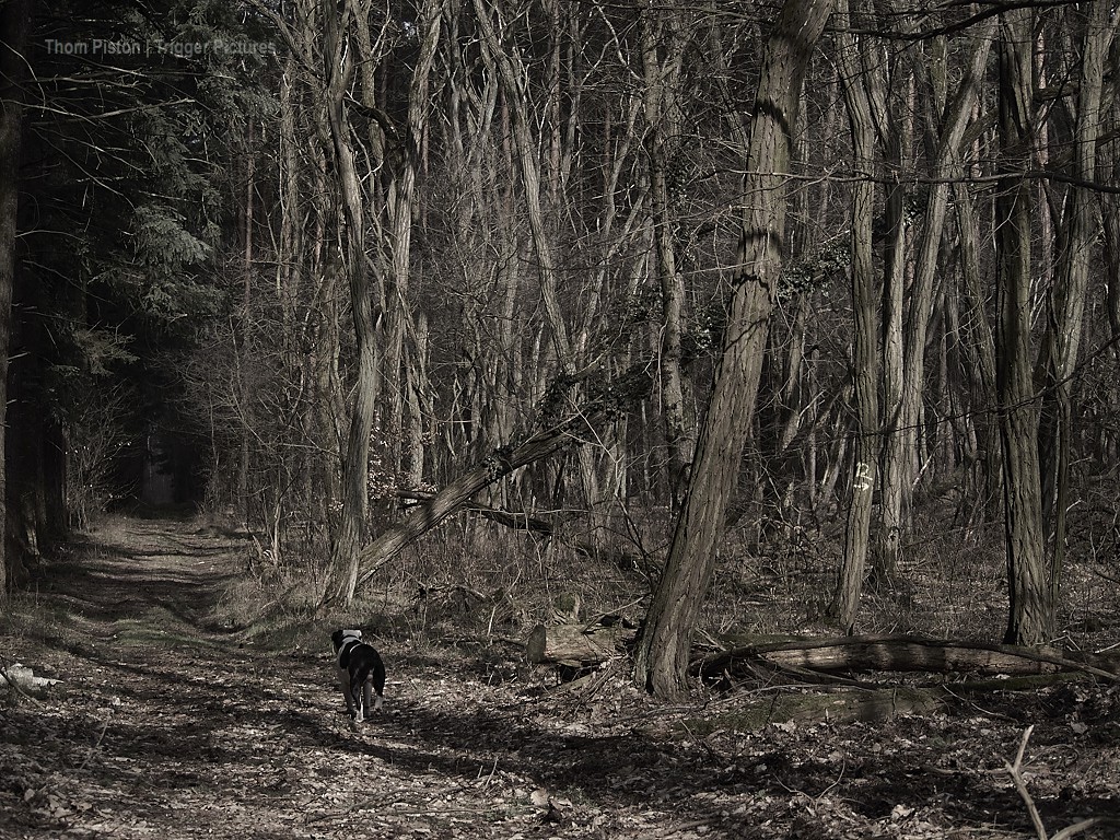 bulldoge im wald beim dakota home