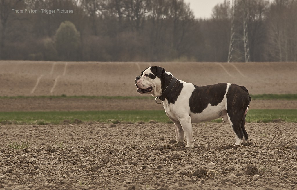 ...alwin, the olde british bulldog, inspiziert SEIN feld...