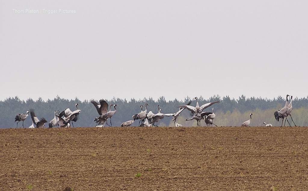 ...alwin würde, wie sonst auch niemanden und/oder irgendeinen der Vogel irgendwas tun..,ausser mit ihnen um die wette zu rennen..daher die unfair rumfliegen können...dürfen sie nach getaner Gymnastik wieder in ruhe rumhängen wie vorher auch