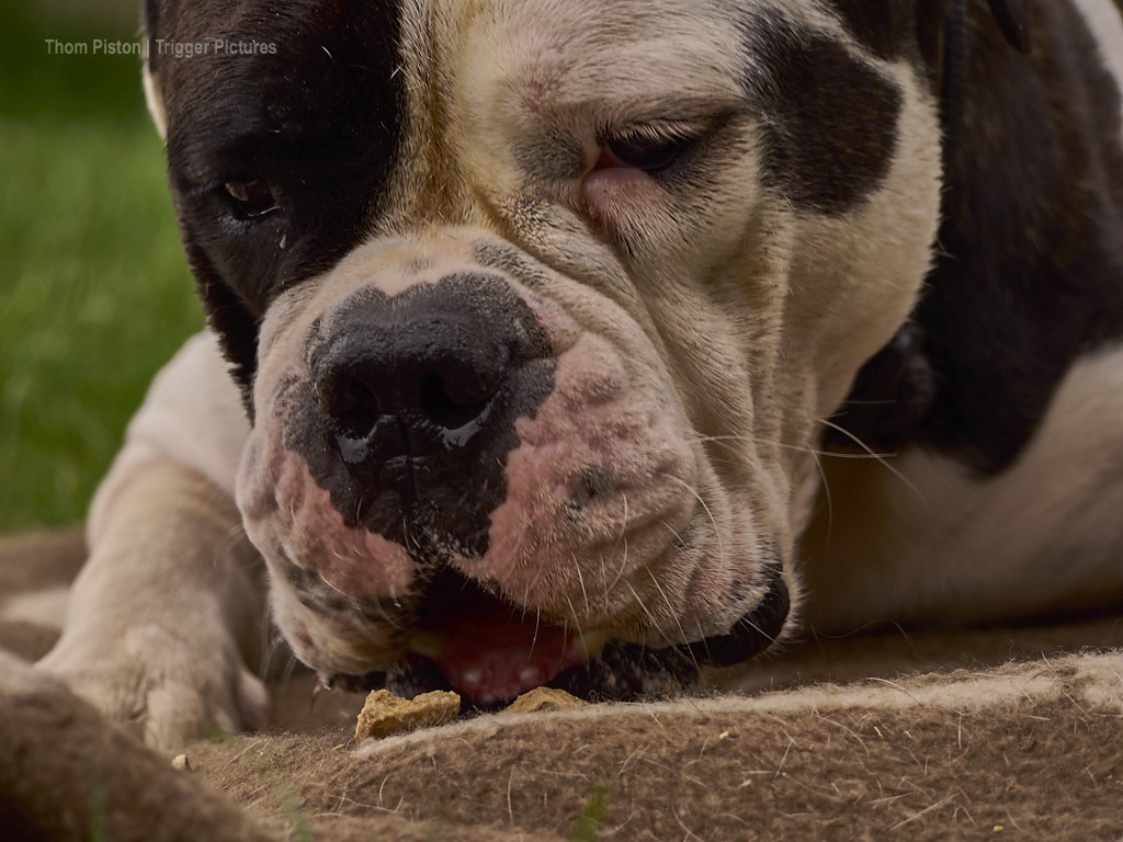 ...auch eine Bulldogge muss ma irgendwann was essen..