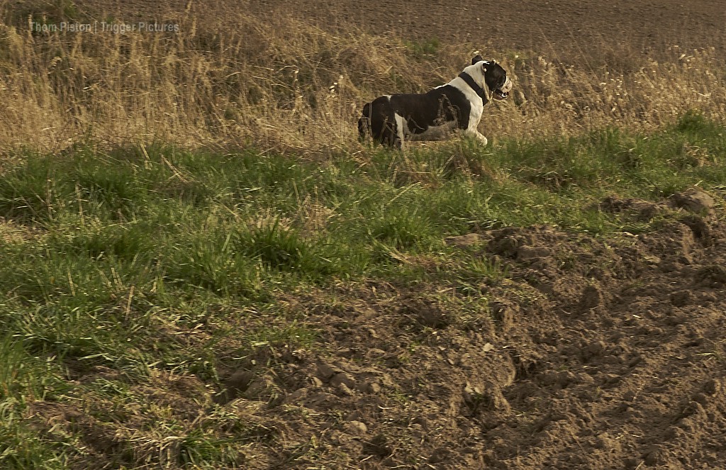 alwin- the olde british bulldog - nach dem anbaden..:)