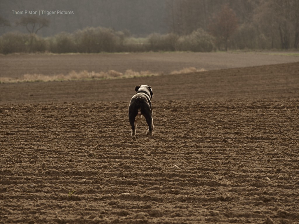 Alwin und SEIN Feld