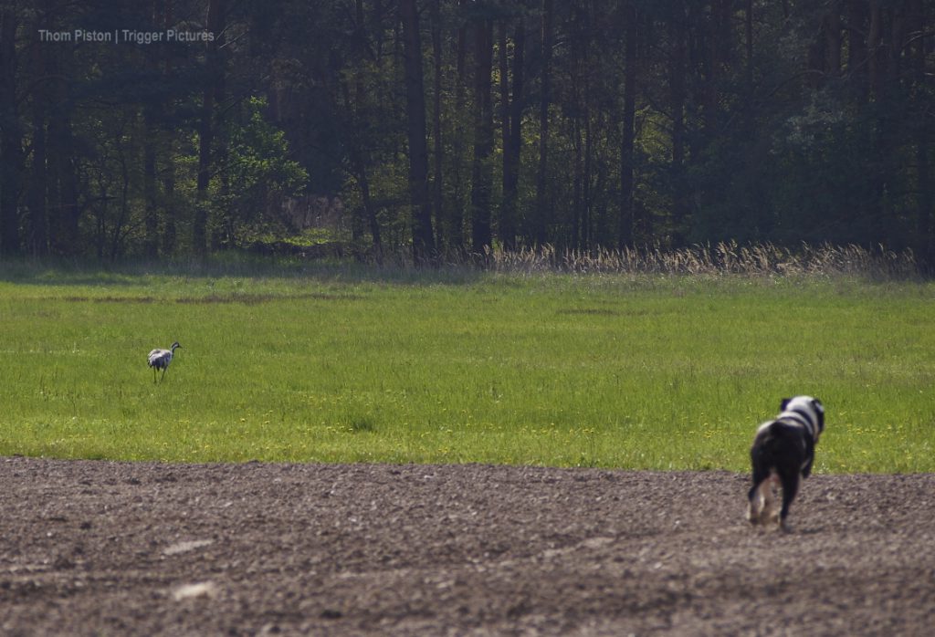 kraniche und alwin am dakota home