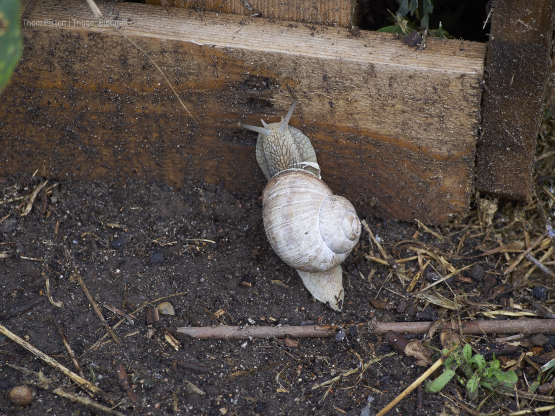 Gurken, Blumen und Schecken…