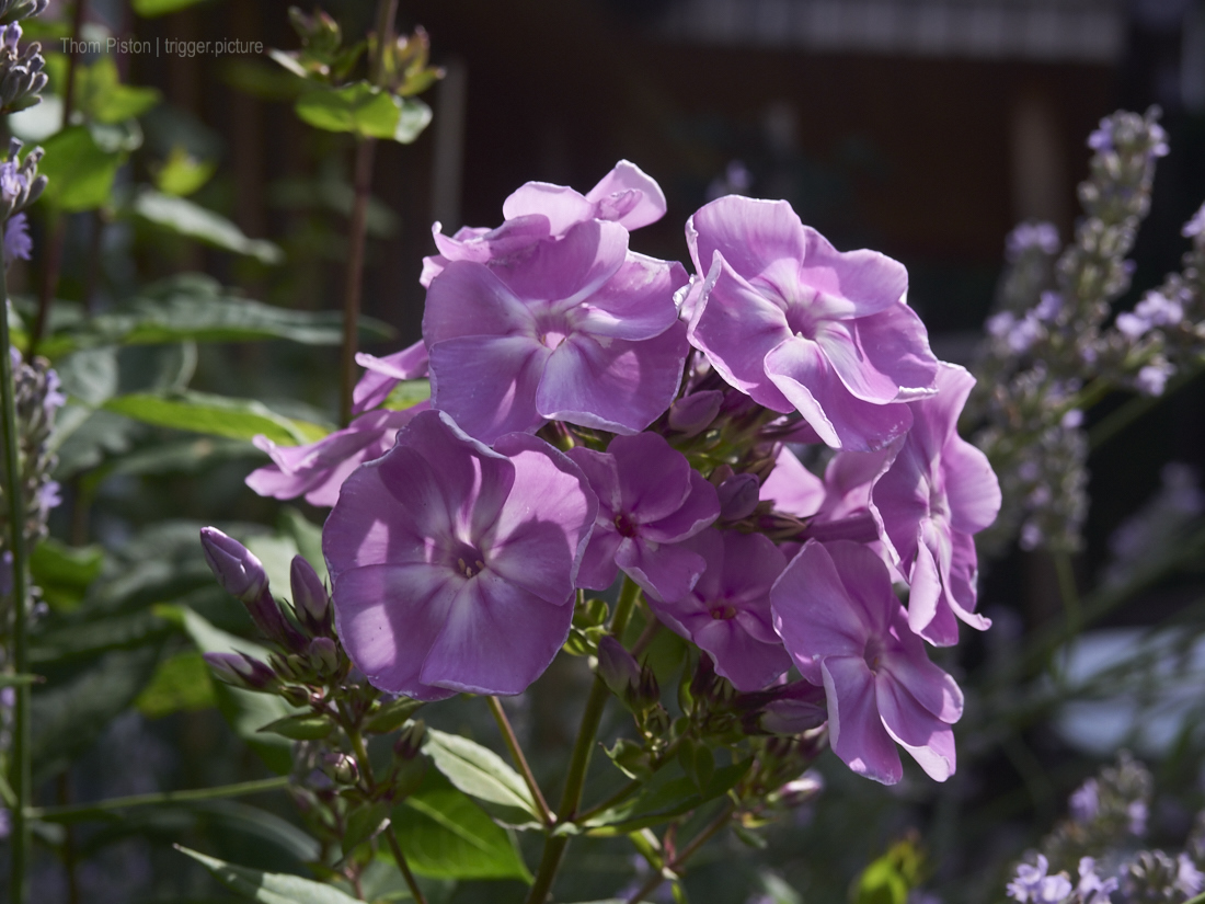 Schmetterlinge, Bienen und Blumen