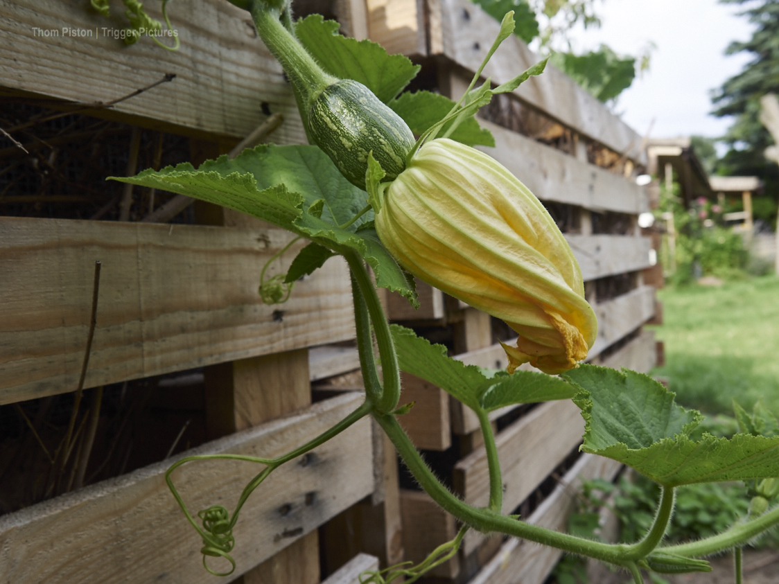 …endlos Kirschen und Gurken