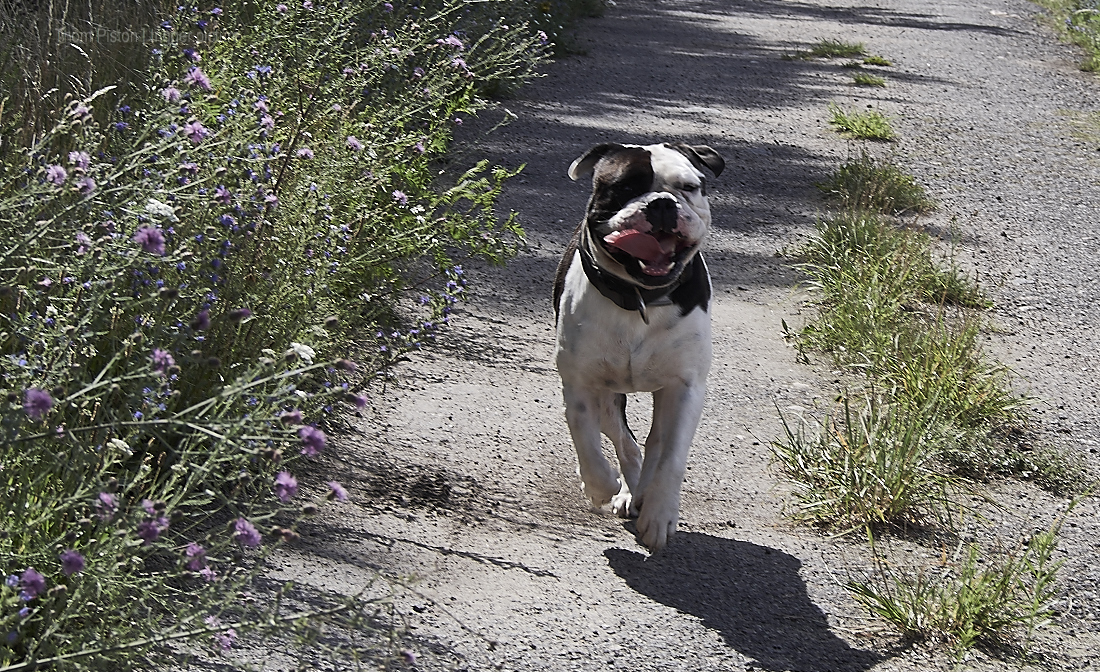 HAPPY Birthday – Alwin – Greatest British Bulldog