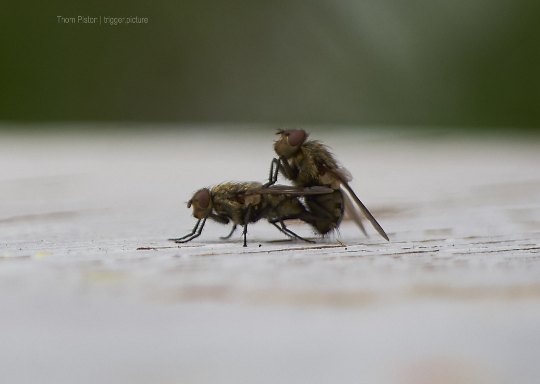 Sex der Fliegen auf dem Tisch des Dakota Home