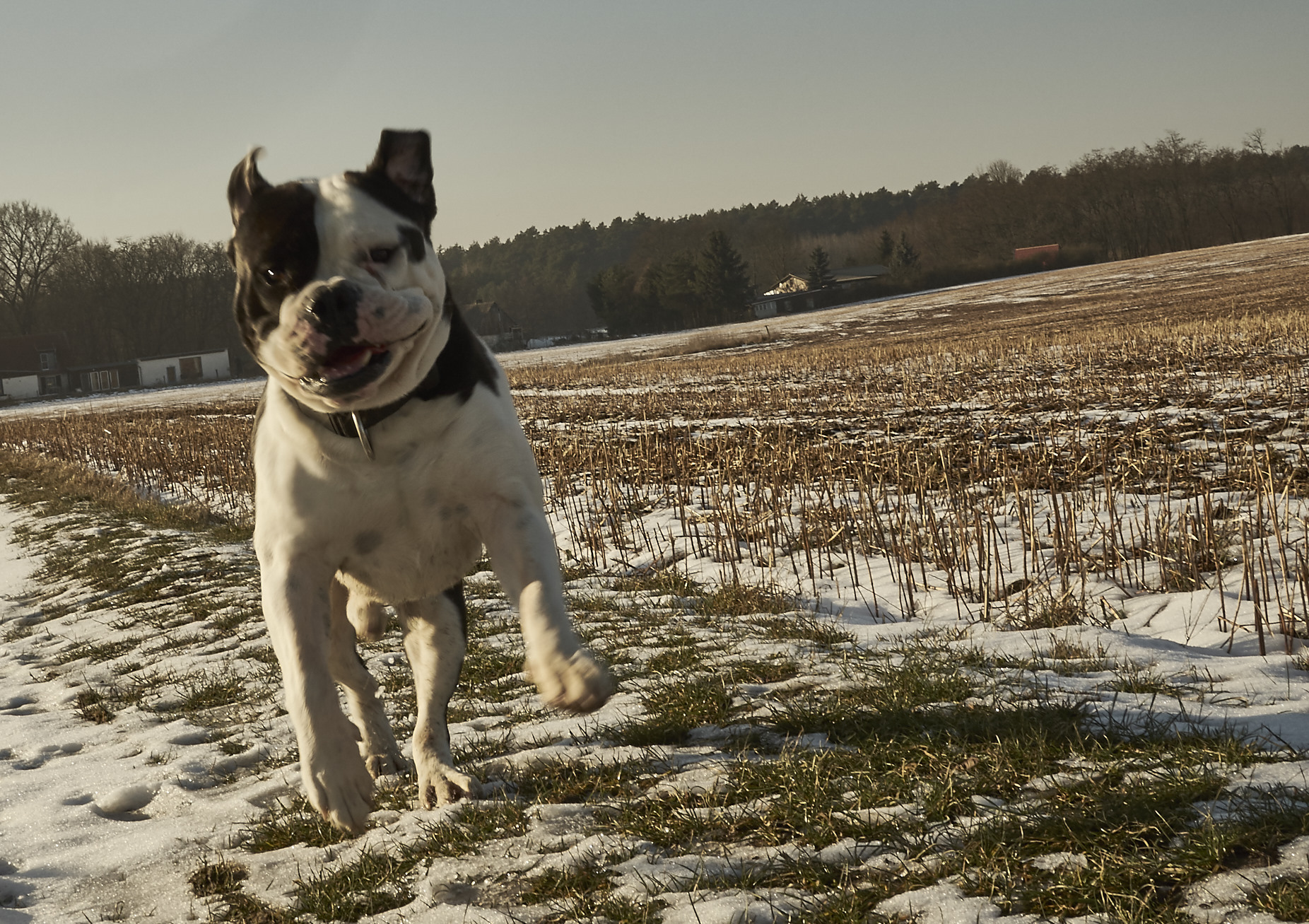 bulldoge, english bulldog, bulli