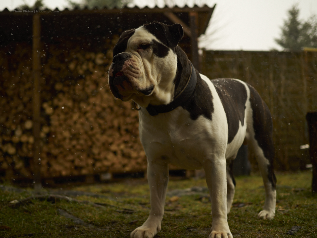 alwin the great british bulldog mit schnee