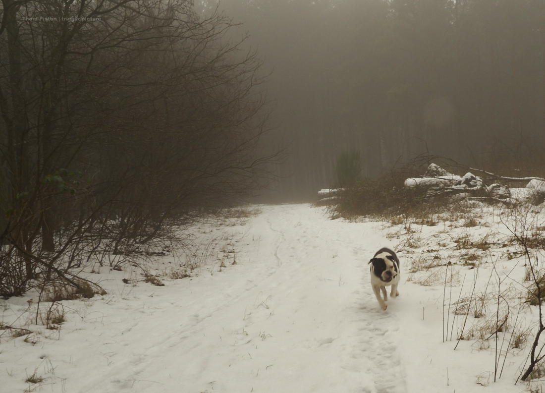 nebel, bulldogge und wald